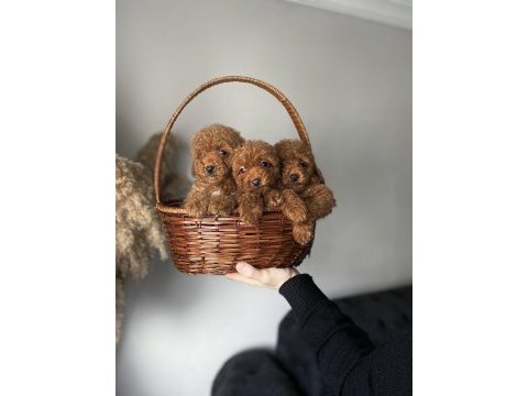 Korekan toy poodle yavrularımız kilo ve ırk garantili
