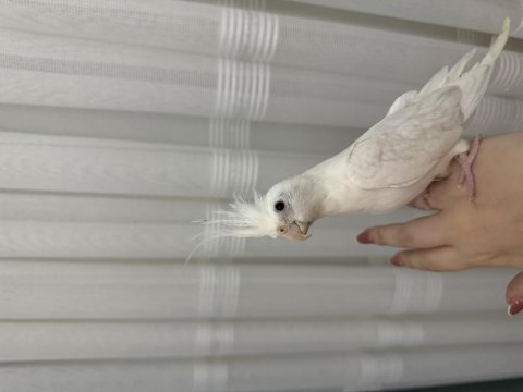 Albino sultan papağını