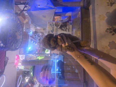 Erkek ve dişi toy poodle