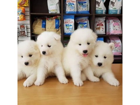 Pamuk gibi samoyed yavruları