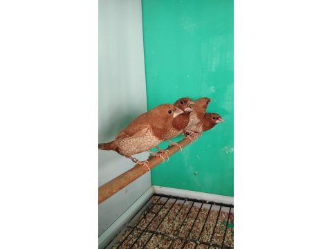 Mokka bengal ispinozu yarışma vasıflı çiftler