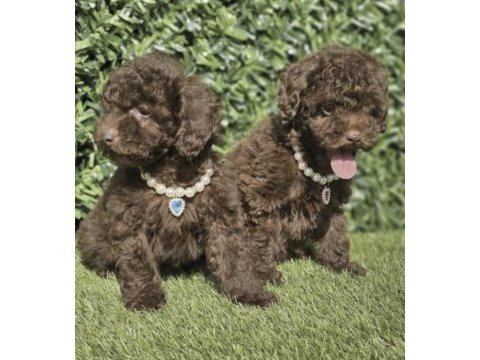 Toy poodle sağlıklı
