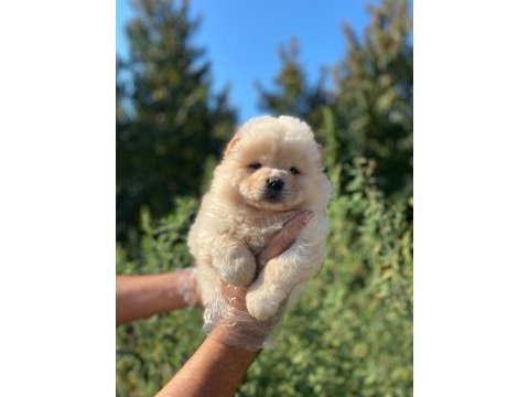 Orijinal a kalite chow chow yavrular