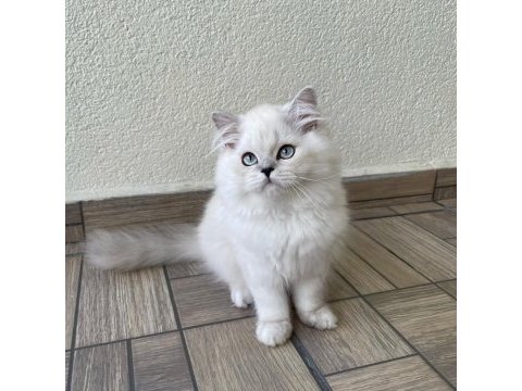 Sevgi dolu yakışıklı british longhair oğlumuz