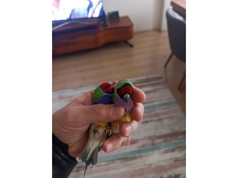 2023 goldian finch hazır takım bilezikli