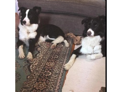 Border collie kardeşler yuva arıyor