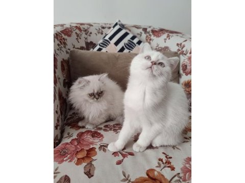 2 aylık british longhair ve shorthair dişi yavrular