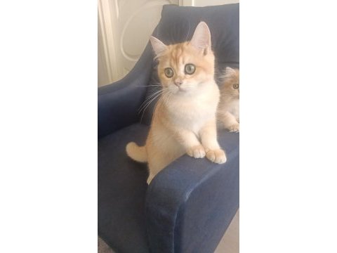 Dünyanın en güzel huylu kedisi aşık alacaksınız