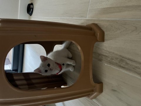 Minnos kedim guzel kizim sahiplendiriyoruz esyalariyla
