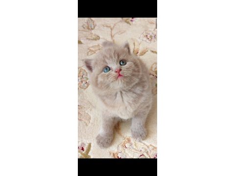 Gri lilac dişi erkek british yavrular