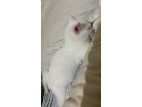 2 aylık british shorthair erkek