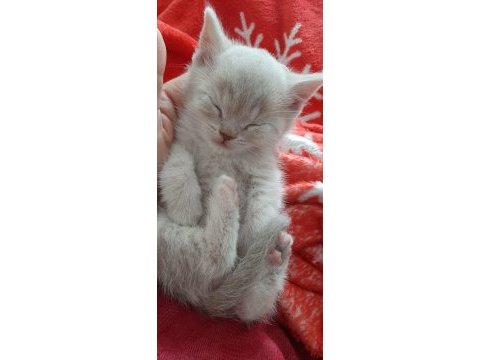 British shorthair orjinal sevimli yavru kedi lılac