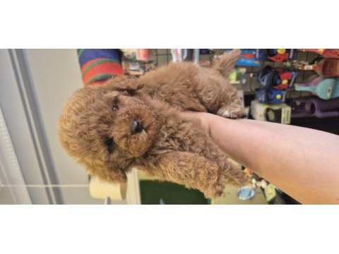 Kore poodle köpeğimiz