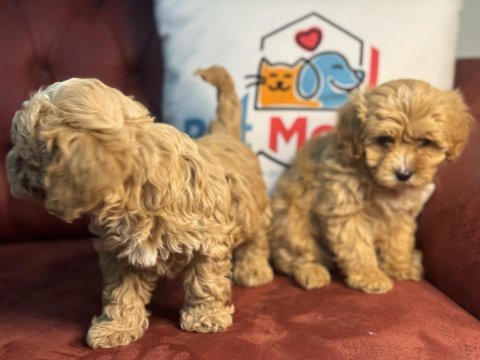 Show kalite maltipoo yavrularımız