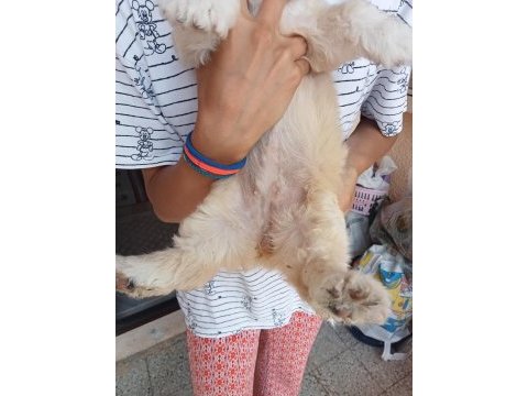 Uygun ve kaliteli maltipoo yavrular