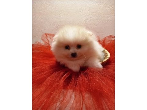 Beyaz ve orange pomeranian boo bebişlerimiz