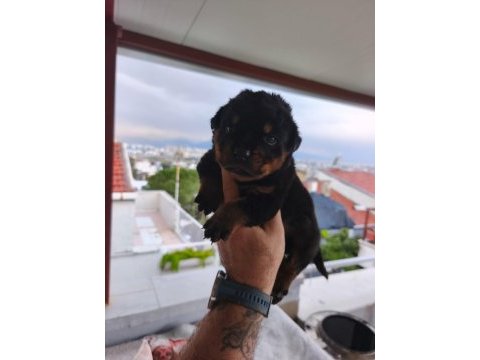 Rottweiler yavruları
