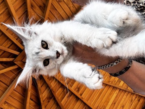 Kalitenin adresi big claw - maine coon