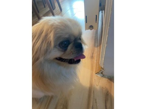 Pekinez köpeğimiz mocha için yeni yuvasını arıyoruz