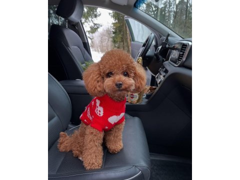 Vecihiden ırk ve sağlık garantili kore toy poodle