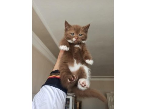 Cinnamon bicolor british shorthair