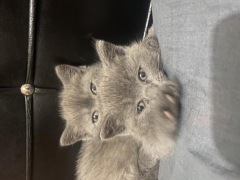 British shorthair yavrularımız yeni yuvasını arıyor