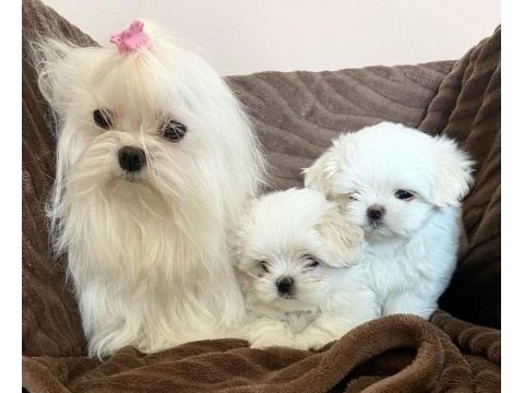 Teacup gerçek korea maltese yavruları