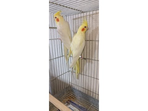 Lutino takım sultan papağanı