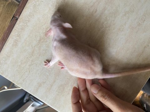 Husky dumbo rat (husky dumbo sıçanı)