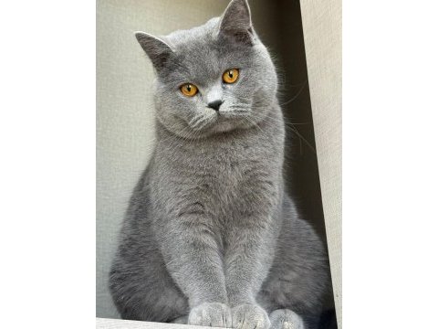 Yavru british shorthair