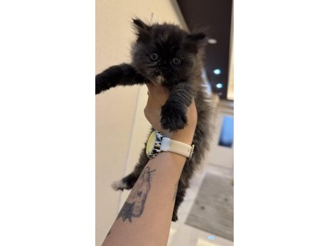 Yeni yuvalarına gitmeye hazır british shorthair kediler