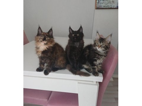 Xxl boy maine coon yavrular