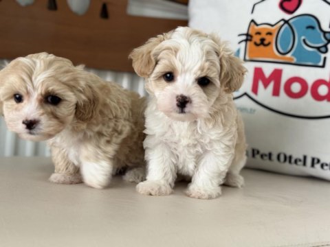 Petmode köpek çiftliğinden tea cup kore maltipoo