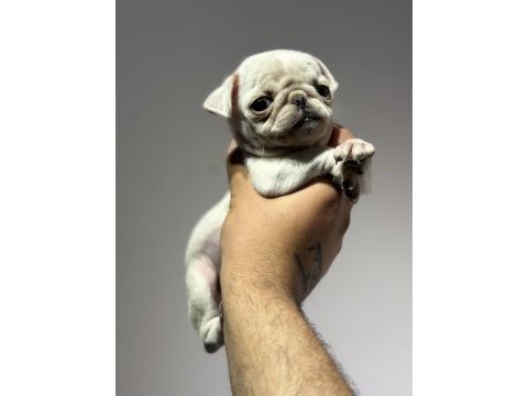 Egzotik beyaz pug mops erkek bebek