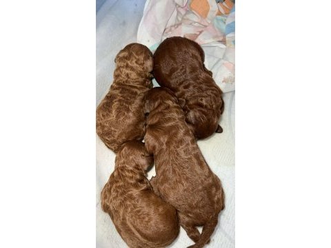 Red brown renk ırk garantili kore poodle bebekler