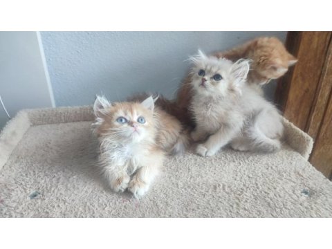 Şecereli british longhair golden yavrular