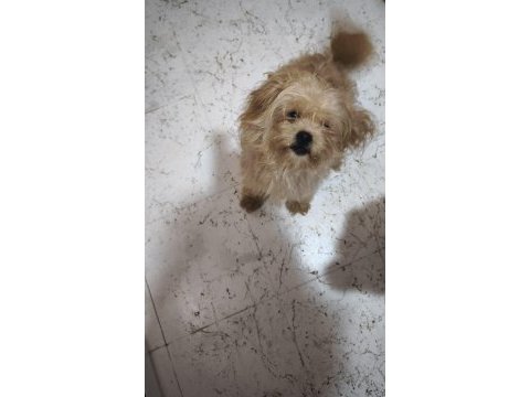 Pikapoo yavru köpeğimiz