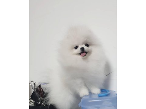 8 aylık erkek pomeranian