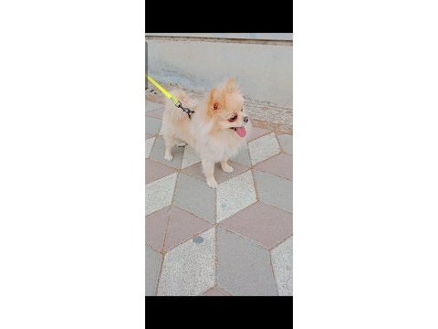 Pomeranian boo köpeği