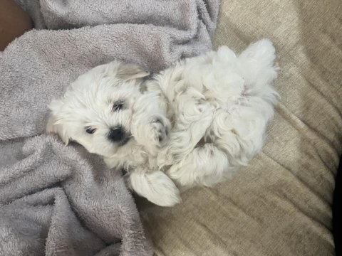 Kore maltese terrier
