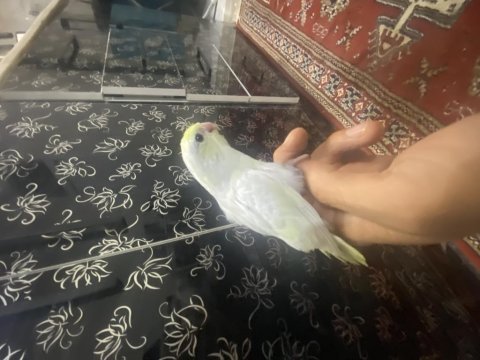 Foruslar ailelerini arıyor
