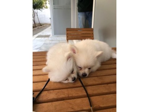 1.5 aylık pomeranian yavruları