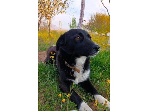 Rus finosu dişi köpeğimiz