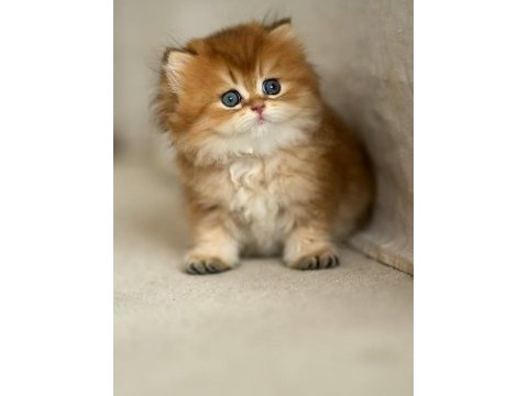 Eşi bulunmayan golden ny12 british longhair