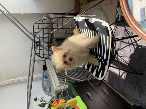 Çok uygun pomapoo