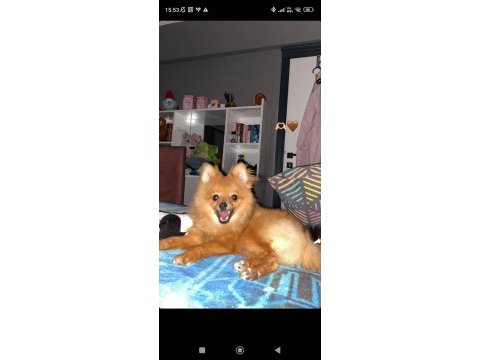 8 aylık erkek pomeranian tüm aşıları yapılmıştır