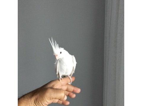 90 günlük albino sultan papağanı