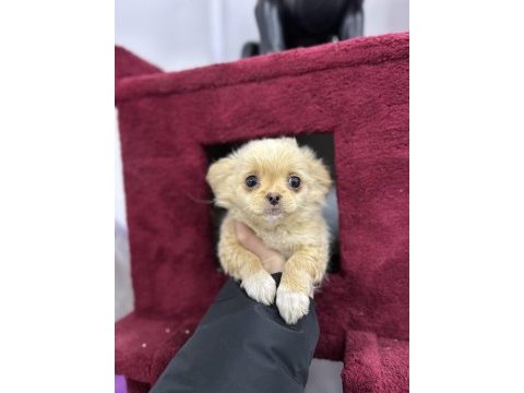 2 aylık dişi longhair chihuahua