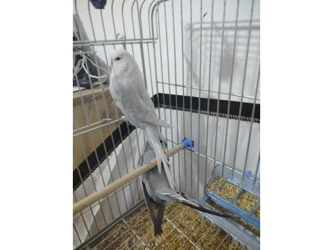 Jumbo güzel form dişi muhabbet kuşu gösterişli