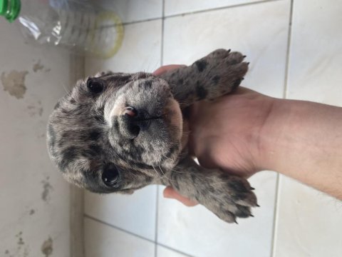 French bulldog merle yavrularımız